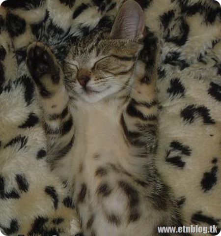 funny-pictures-cat-camoflauged-fur-blanket